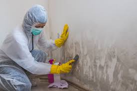 Why You Should Choose Our Mold Remediation Services in Moss Bluff, LA